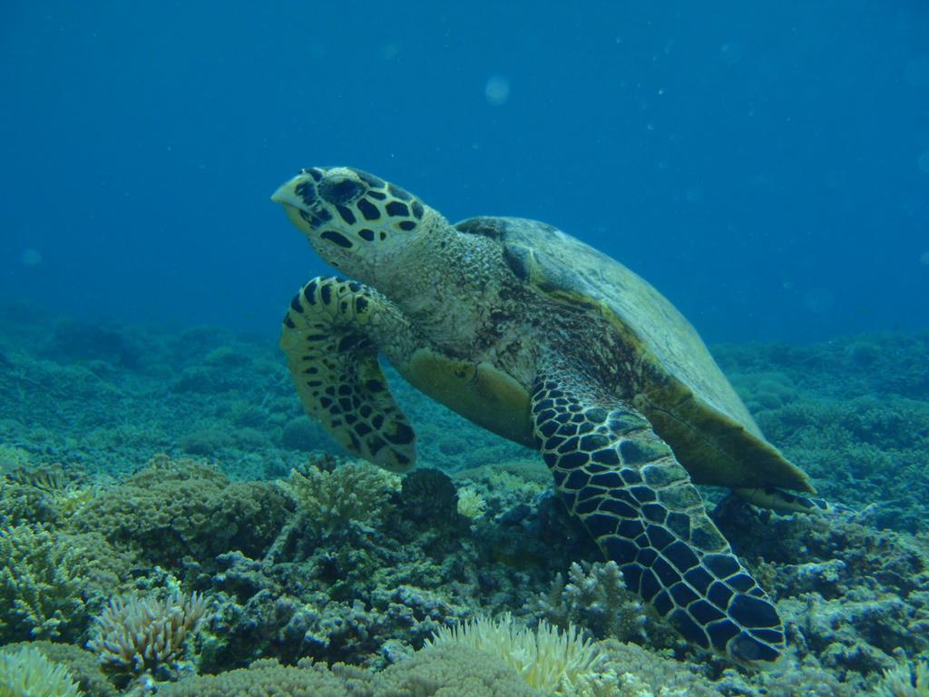 Okinawa Resort Zamami Buitenkant foto